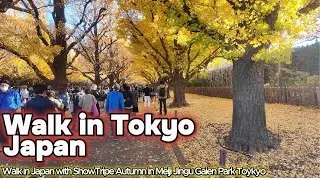 (4K) Exploring Japan in autumn &mdash; the season of colors and calm beauty. 🇯🇵🍂!!
