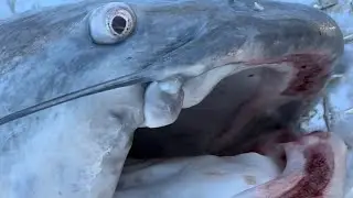 Catching a HUGE, Deformed Blue Catfish (New PB) (Multiple Giants Caught) -Tennessee River