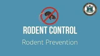 Rodent Control and Prevention in Arlington, MA - Ep. 1