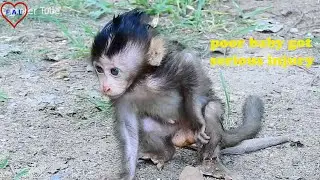 So Broken Heart! Poor Baby Monkey Got Serious Injury Nearly Gone Away By Mean Dog Attacked Cruelly.
