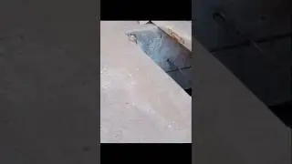 Cute 🥰 #cute #ytshorts #innocent #trending #birds #sparrow #shorts #funny #funnyshorts #trap
