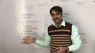 Diploblastic and Triploblastic Organisation  | Germinal Layers | Animal Kingdom
