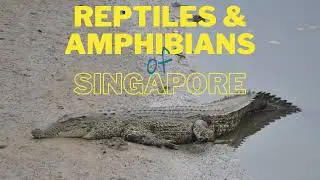 Reptiles and Amphibians of Singapore