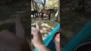 Training a horse for fun #horse #horses