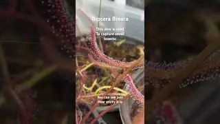 The Dew On A Drosera Binata! #shorts