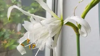 White Spider Lilies (Hymenocallis) as house plants. Stunning fragrant flowers grown from bulbs.