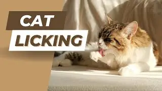 Cat Licking Sound Effect | Cat Grooming & Tongue Lick Audio (ASMR)