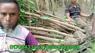 বিভিন্ন জাতের চারাগাছ ডেলিভারি হচ্ছে সারাদেশে।। চারা কিনতে যোগাযোগ করুন 01580428068 Whatsapp,imo