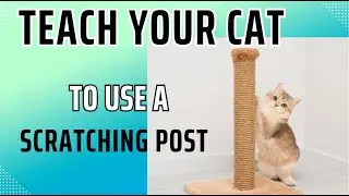 How to Teach Your Cat to Use a Scratching Post