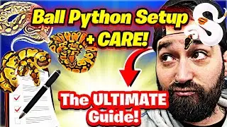 The BEST Ball Python Care Guide 2025!