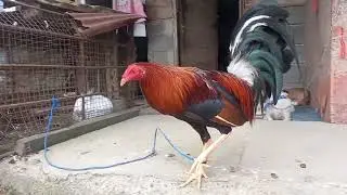 #chicken #hen #rooster #manok #jlcbackyard #youtubeshorts #shorts #breeder #backyardpoultryfarming