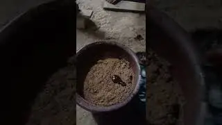 cara melatih pedet doyan comboran. menjadi pedet super. setahun untung puluhan juta dulur.
