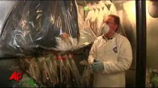 Preserving America's Bald Eagle Feathers