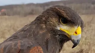 Living with the Hawk [Spiritual renewal]