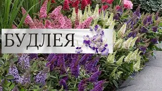 Buddleja Butterfly Candy: рослини, що закохують метеликів і садівників#garden #flowers #будлея
