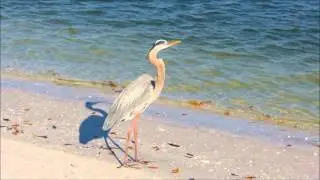 Great Blue Heron at Lovers Key State Park, FL - Jan. '13