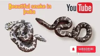 Beautiful Snake In India #snake #snakevideo