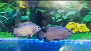 Green terror 🐲albino Oscar Tank mate cichlid fish #cichlid #greenterror #oscarfish #oscarfishes