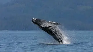 Whale Heritage Site update - Vancouver Island North