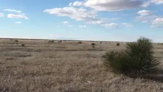 Lewellyn Setter working Scaled Quail and a Praire falcon joins in the hunt