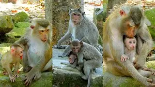 Joyce really like Lily baby so much, Cute baby monkey.