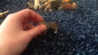 Animal Figure Review 2