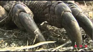 Komodo National Park (UNESCO/NHK)