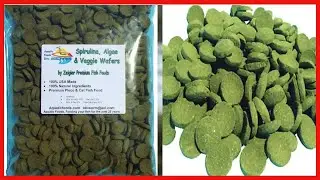 Sinking Wafers of Algae & Spirulina Ideal for Plecos, Bottom Fish, Catfish, Shrimp, Snails, Crayfish