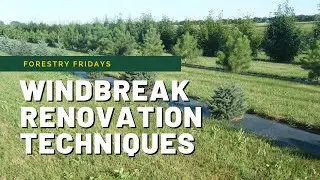 Managing Mature Windbreaks Part 4: Renovation Techniques