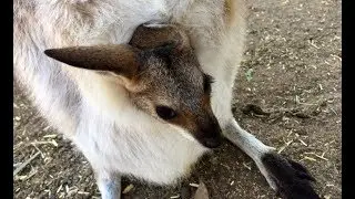 Red Necked wallaby with her joey:  Josie and Josiah