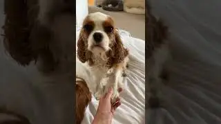 🤩 Smart dogs are cute and funny 2021 part 3 #dogs #smartdog #cutedog #funny #shorts