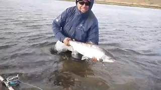 pesca sea trout rio Gallegos, fly fishing rio gallegos