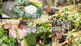 mr ରୁଷେଇ ରେ ବେସ୍ତ ଆମେ ପରିବା ତଳିବାରେ //ପ୍ରିନ୍ସ ଖୁସି କହିଲେ ନଷରେ //malayasasmita odia life styel vlog..
