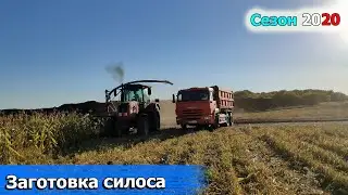 Заготовка кукурузы на силос 2020