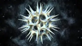 Acrosphaera (Radiolaria)