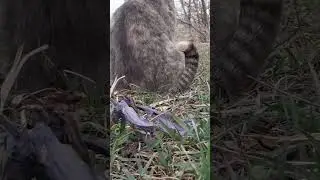 Скоро весна #nature #relaxingmusic #music