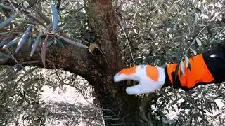 PODA OLIVO JAÉN ALCAUDETE VÍDEO 19 BIS