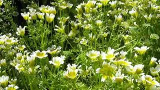 Poached Egg Plants