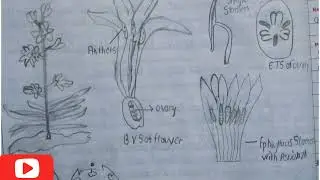 9 Th Science Journal Part 2 Experiment No .2 With all Diagrams