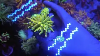 Euphyllia Glabrescens Og Holy Grail