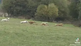 Hare vs dogs in high speed chase