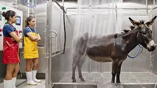 Inside the Donkey-Leather Factory | How Donkey Hide Becomes Luxury Leather