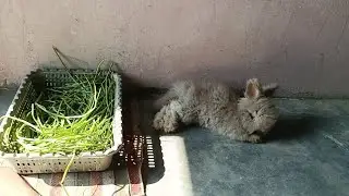 Cute Fluffy Rabbit Resting & Eating Fresh Greens | Relaxing Bunny Video 🐰