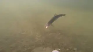 Seatrout jagt i Mariagerfjord 3