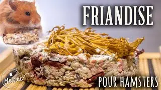 Tuto friandise pour hamster