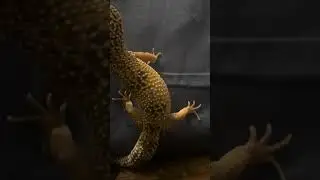 Helping Snow Flow 😊 with his Shed 🥰 & Feeding Cookie they to cute 2026 