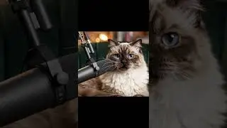 Cat Confession Corner EP10 🐶🐱 貓咪怨念語錄 EP10 🐶🐱 - The Great Guilt Trip 偉大的情緒勒索