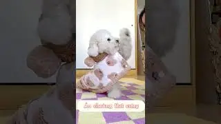 #cute #jacky #puppy #jackey #pets #maltipoo #jacki #cutedog #animals #shorts #viral #funny