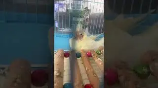 #cockatiel #memes