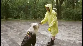 How Brain Training Enhances Your Dog's Cognitive Abilities